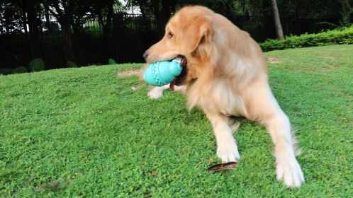 Dog Leakage Toy, Round Jar Bottle Shape Dog Chew Toys, Dogs Puppies Teething Clean Aggressive Chewer, Pets Safe Bite Chew Toys Dog Leakage Toy, Round Jar Bottle Shape Dog Chew Toys, Dogs Puppies Teething Clean Aggressive Chewer, Pets Safe Bite Chew Toys